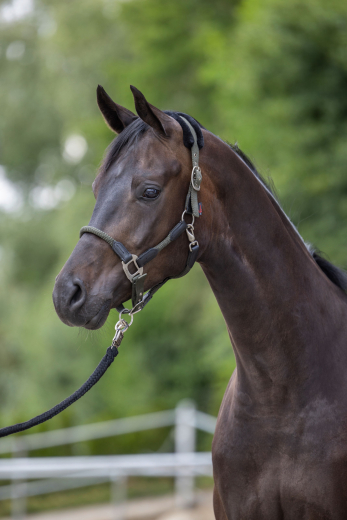 Covalliero Halfter Cordano