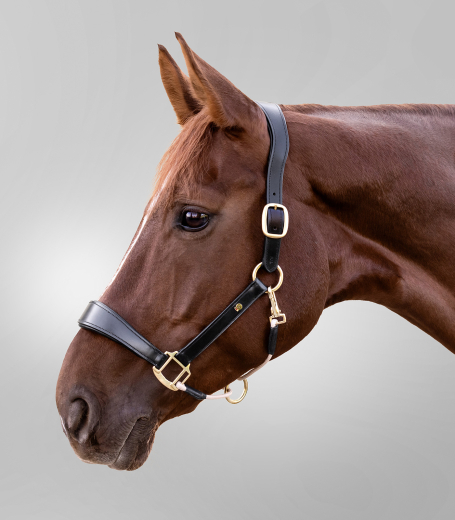 S-Line Lederhalfter Royal