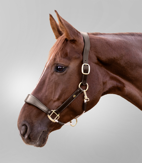 S-Line Lederhalfter Royal