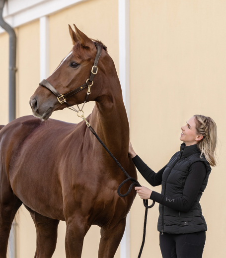 S-Line Lederhalfter Royal